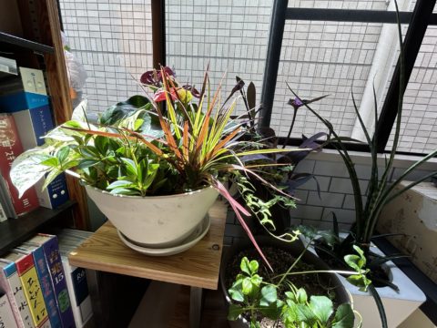 植物たち